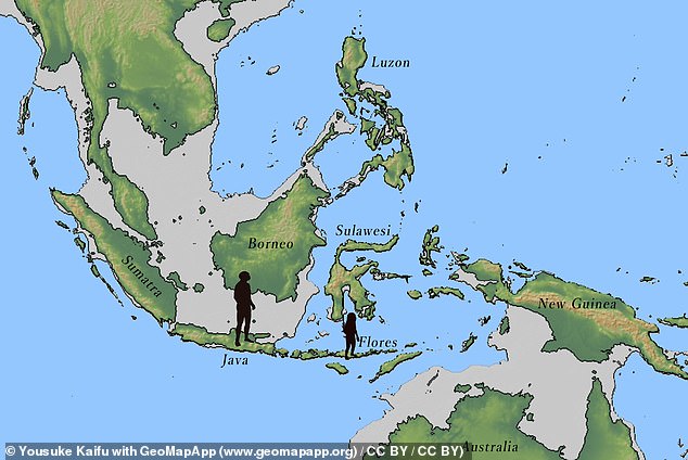 تم اكتشاف بقايا أحد أقارب الإنسان الفلوريسي القديم في جزيرة فلوريس بإندونيسيا (في الصورة). تقع هذه الجزيرة بالقرب من جاوة حيث تطور الإنسان المنتصب لأول مرة.