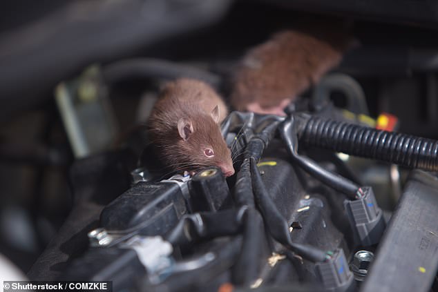 سيكون لهذه الزيادة في حجم وتكلفة المطالبات المتعلقة بأضرار الفئران تأثير على متوسط ​​أقساط التأمين، إن لم يكن تأثيرًا يؤدي إلى زيادة كبيرة في الأسعار