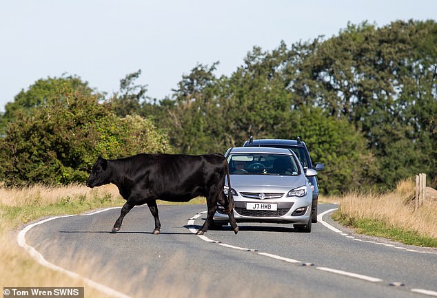 تعتبر الماشية من بين الحيوانات، وينص القسم 170 من قانون المرور على الطرق لعام 1988 على ضرورة إبلاغ الشرطة إذا صدمت أحدها في سيارتك على الطريق.