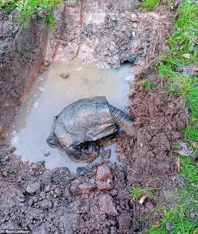 قاتمة: المياه القذرة والنفايات في موقع خزان الصرف الصحي القديم في كوخ مارك